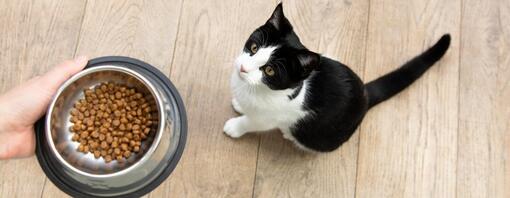 Können Kitten Auch Normales Futter Fressen Ernährung von Babykatzen: Welches Futter, wie lange Kitten Futter?